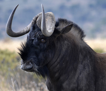 Black-Wildebeest